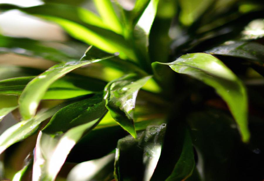 How Does Dracaena Plant Get Water? - Dracaena How Often to Water 