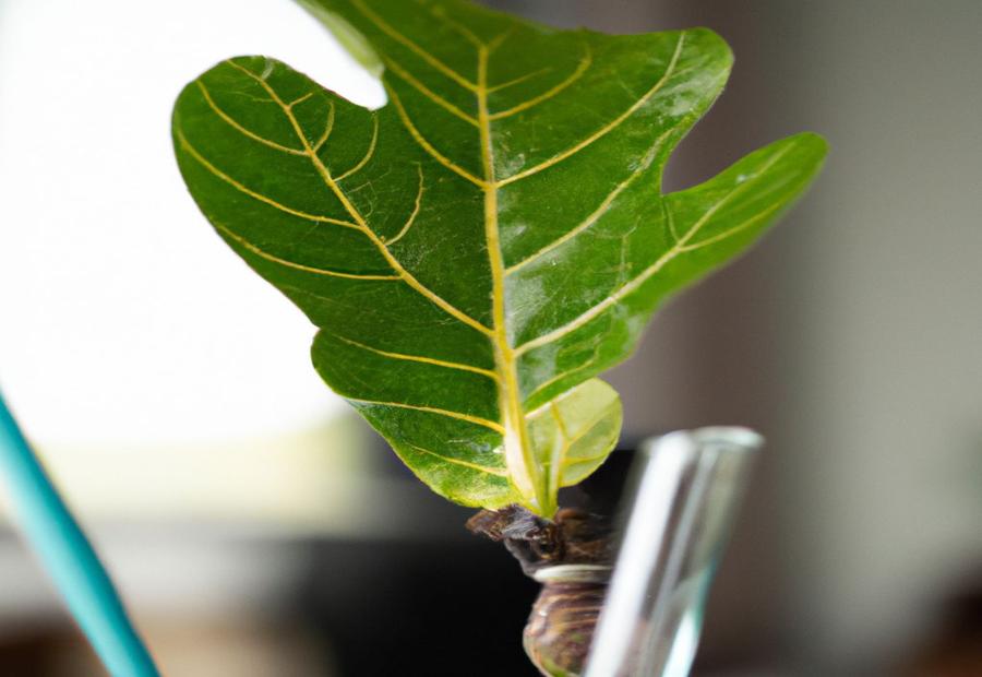 Tips and Tricks for Successful Fiddle Leaf Fig Propagation - Fiddle Leaf Fig Propagation Where to Cut 