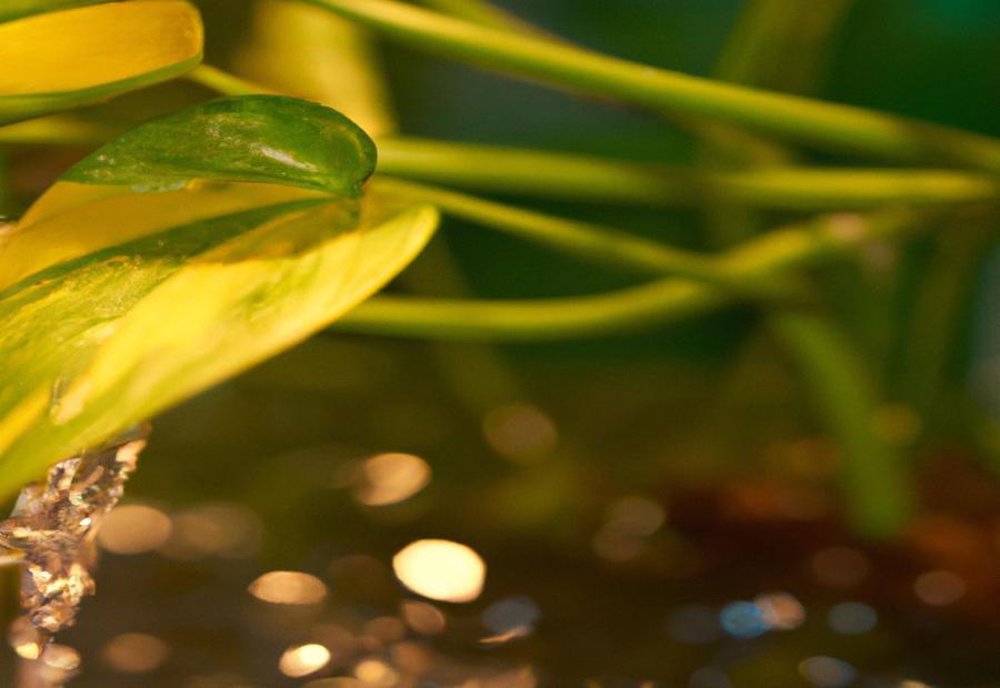 Signs of Underwatering Golden Pothos - Golden Pothos How Often to Water 