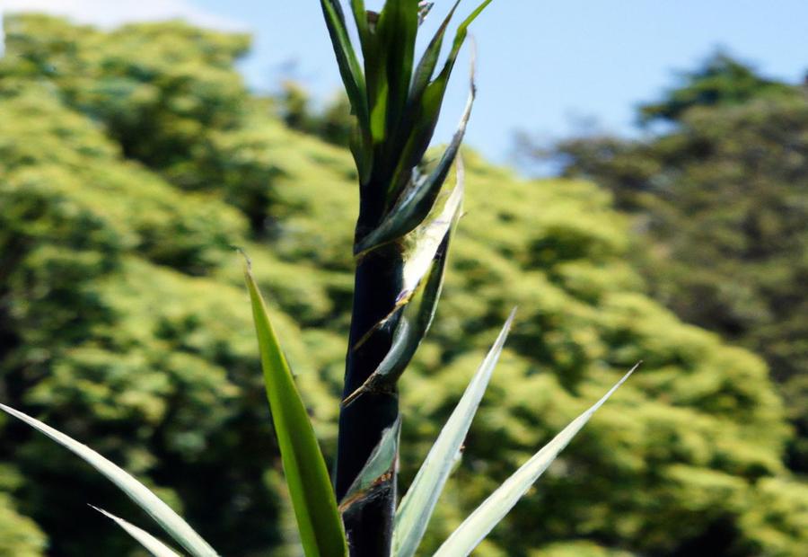 Factors That Influence the Size of Yucca Canes - How Big Do Yucca Cane Get 