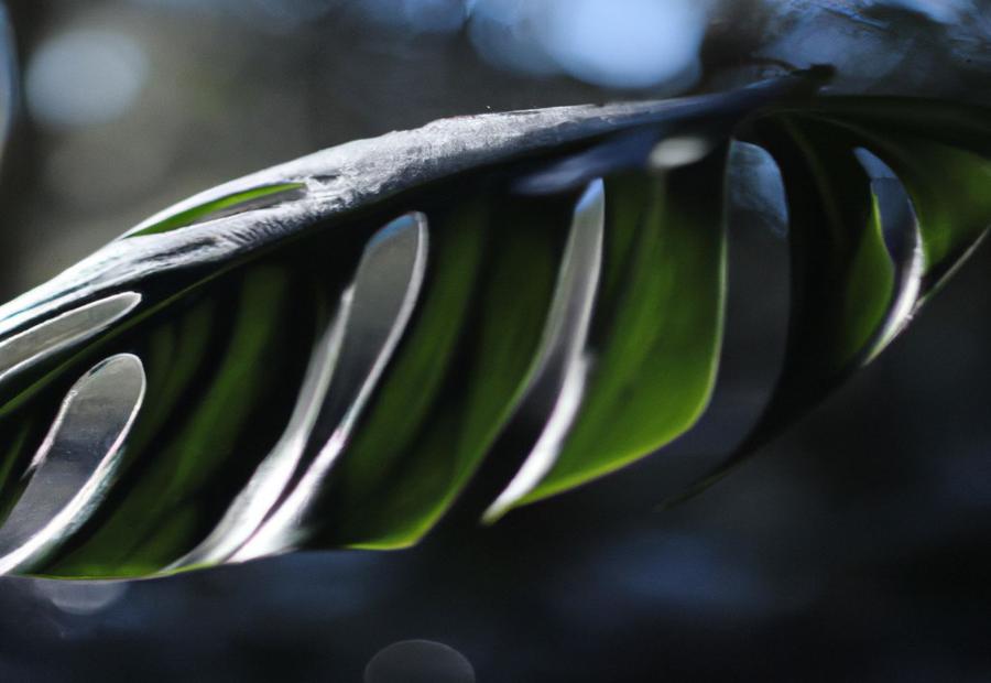 How Cold Can Monstera Tolerate? - How Cold Can Monstera Tolerate 