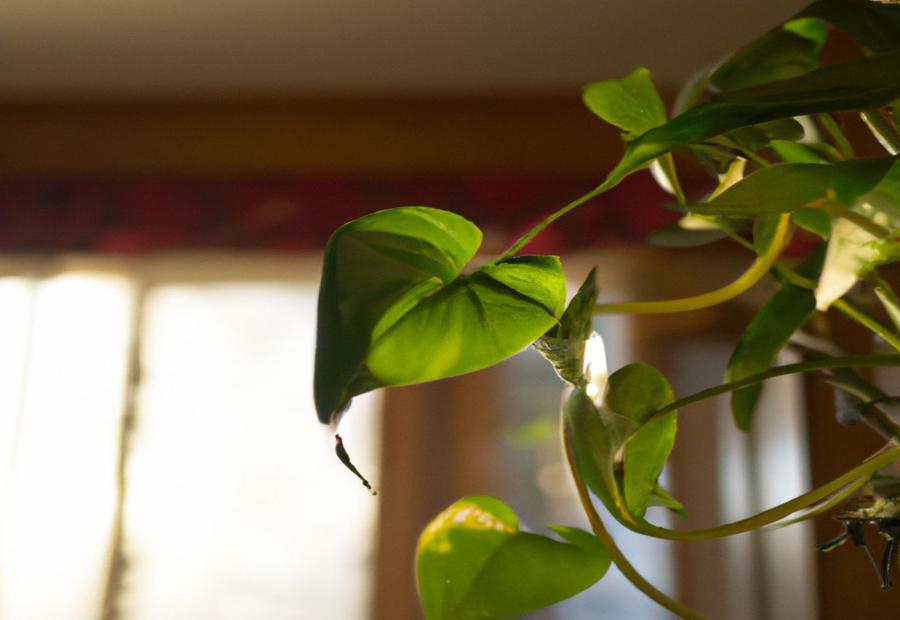 Protecting Pothos from Cold Temperatures - How Cold Can Pothos Tolerate 