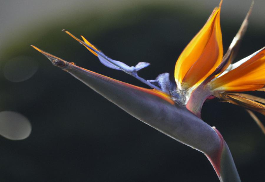 Understanding Bird of Paradise Plant - How Do I Get My Bird of Paradise to Bloom 