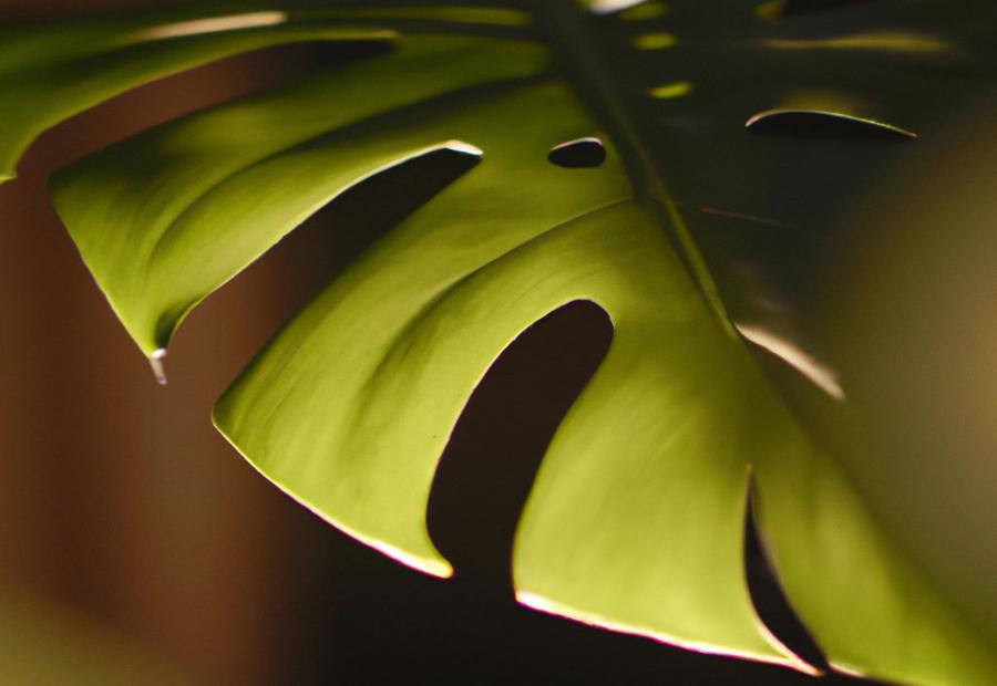 Tips for Encouraging Healthy Leaf Growth in Monstera Plants - How Do Monstera Grow New Leaves 