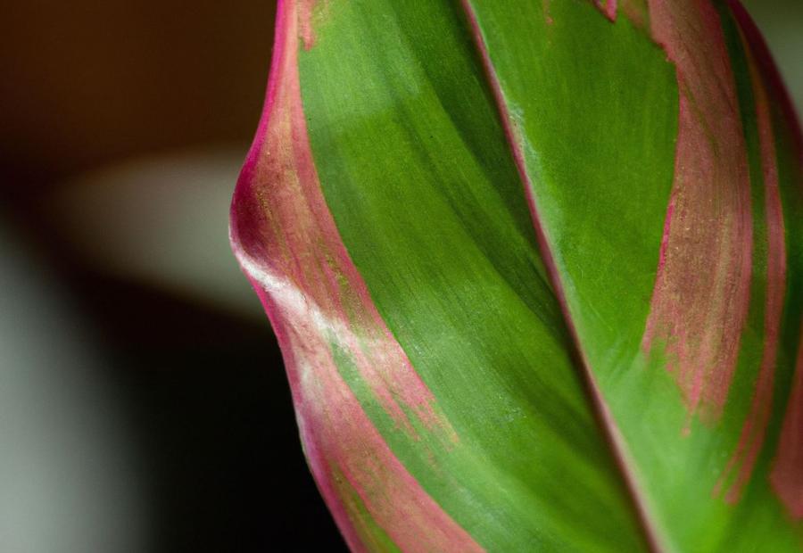 Common Challenges and Troubleshooting - How Do You Propagate a Prayer Plant 