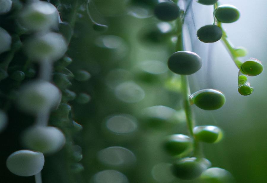 Step-by-step Guide to Propagate String of Pearls - How Do You Propagate String of Pearls 