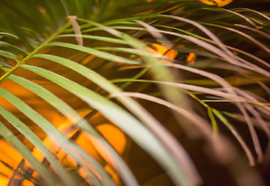 How to Enhance the Growth of Areca Palm - How Fast Does Areca Palm Grow 