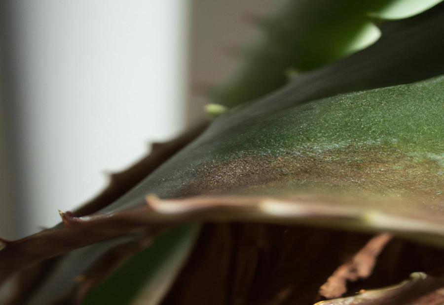 Signs of an Aging Aloe Vera Plant - How Long Do Aloe Vera Plants Last 
