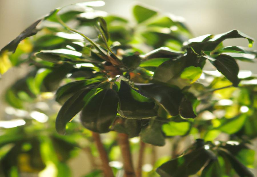 Factors Affecting the Lifespan of Schefflera Plants - How Long Do Schefflera Plants Live 