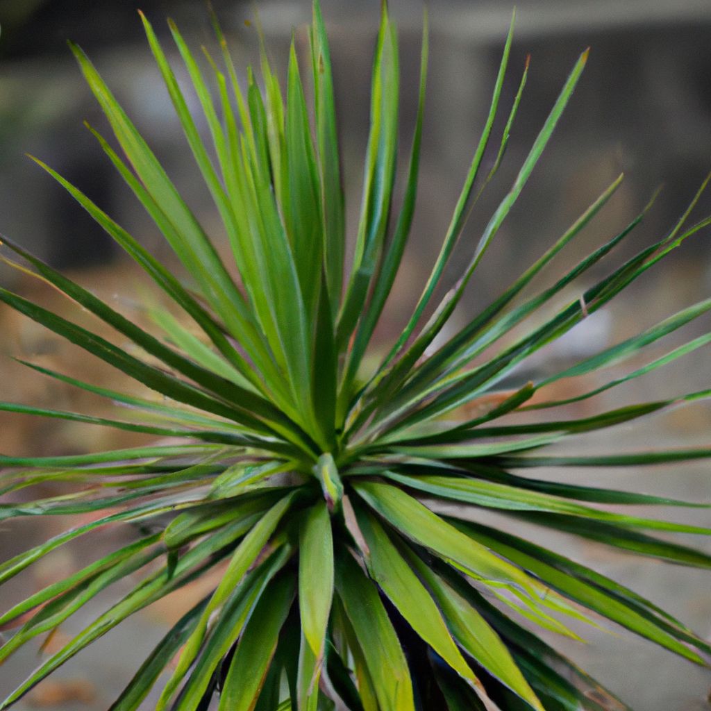 how long do yucca plants