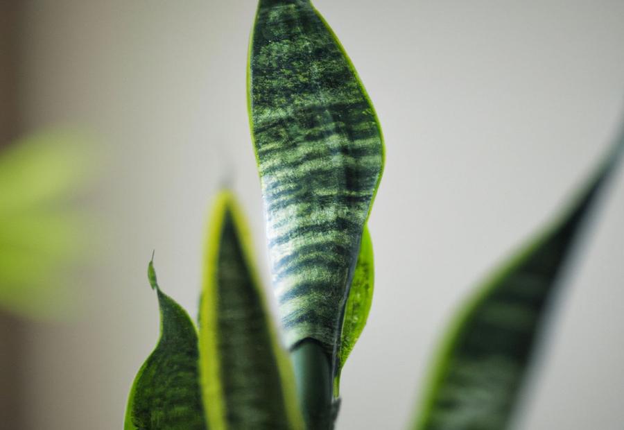 Common Issues that Affect the Lifespan of a Snake Plant - How Long Does a Snake Plant Live 
