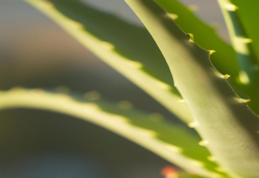 What Factors Affect the Lifespan of Aloe Vera Plant? - How Long Does Aloe Vera Plant Last 