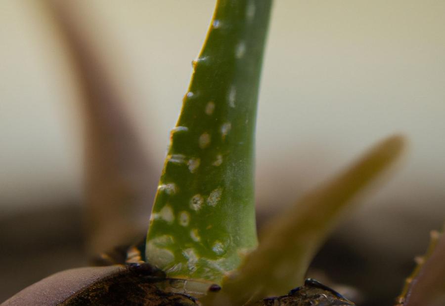 How Long Does it Take Aloe Vera to Grow? - How Long Does Aloe Vera Take to Grow 