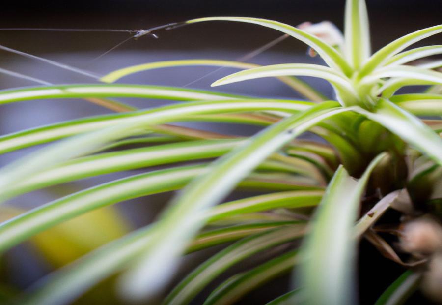 What are Spider Plant Babies? - How Long Does It Take a Spider Plant to Grow Babies 