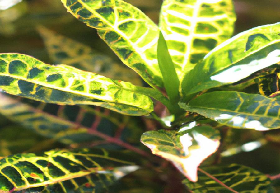 Understanding the Croton Plant - How Much Light Does a Croton Plant Need 