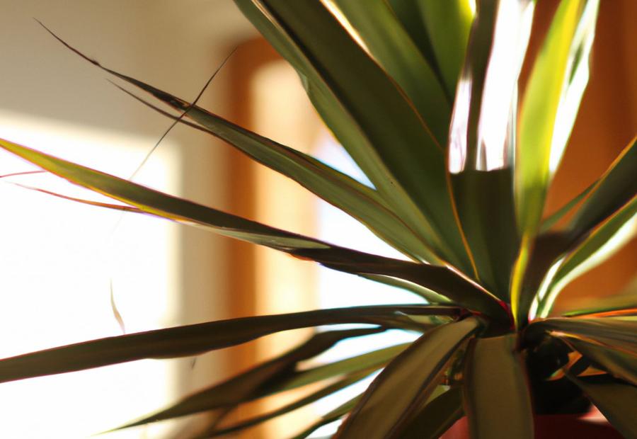 How to Provide Adequate Light for Yucca Plants? - How Much Light Does a Yucca Plant Need 