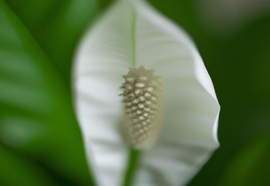 Factors to Consider for Watering a Peace Lily - How Much to Water a Peace Lily 