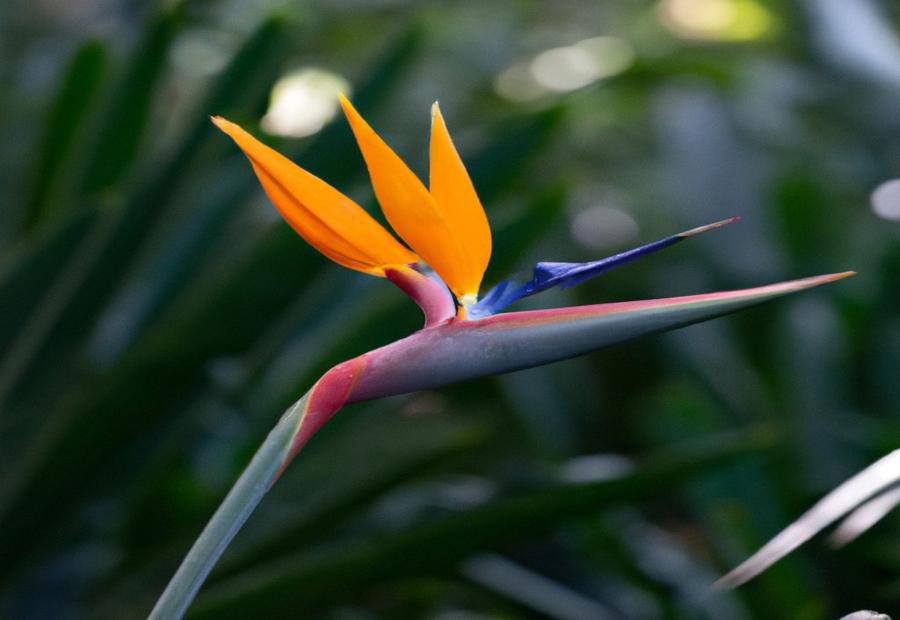Water Requirements for Birds of Paradise - How Much Water Does a Bird of Paradise Need 