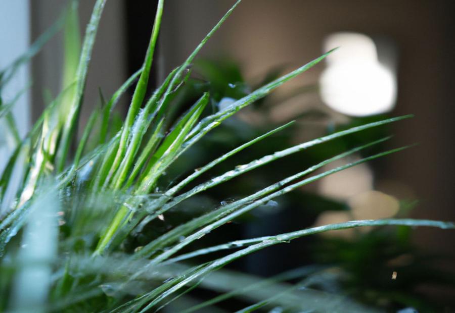 Additional Care Tips for Spider Plants - How Much Water Does a Spider Plant Need 