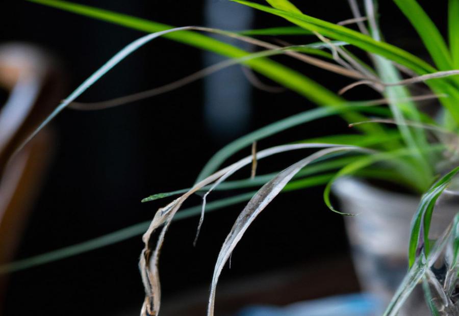 Signs of Underwatering Spider Plants - How Much Water Does a Spider Plant Need 