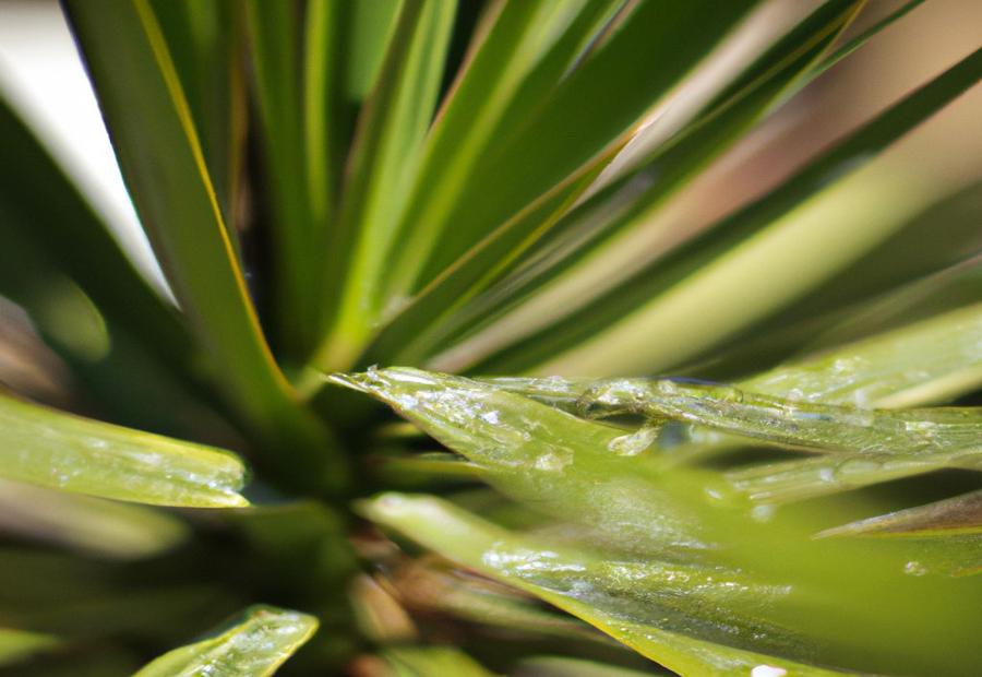 Yucca Plant Watering Schedule and Frequency - How Much Water Does a Yucca Plant Need 