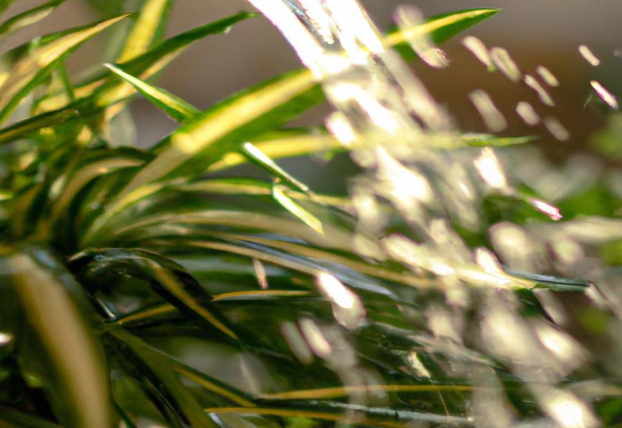 Factors Affecting the Watering Frequency of Spider Plants - How Often Do You Water a Spider Plant 