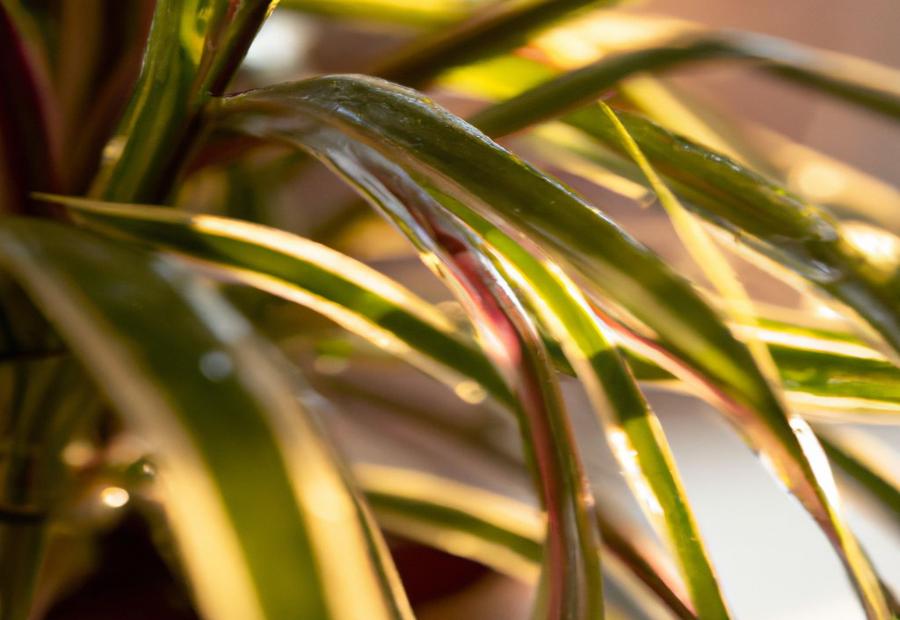 Spider Plant Care: How Often Do You Water a Spider Plant? - How Often Do You Water a Spider Plant 