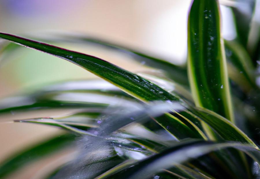 Best Practices for Watering Dracaena - How Often Do You Water Dracaena 