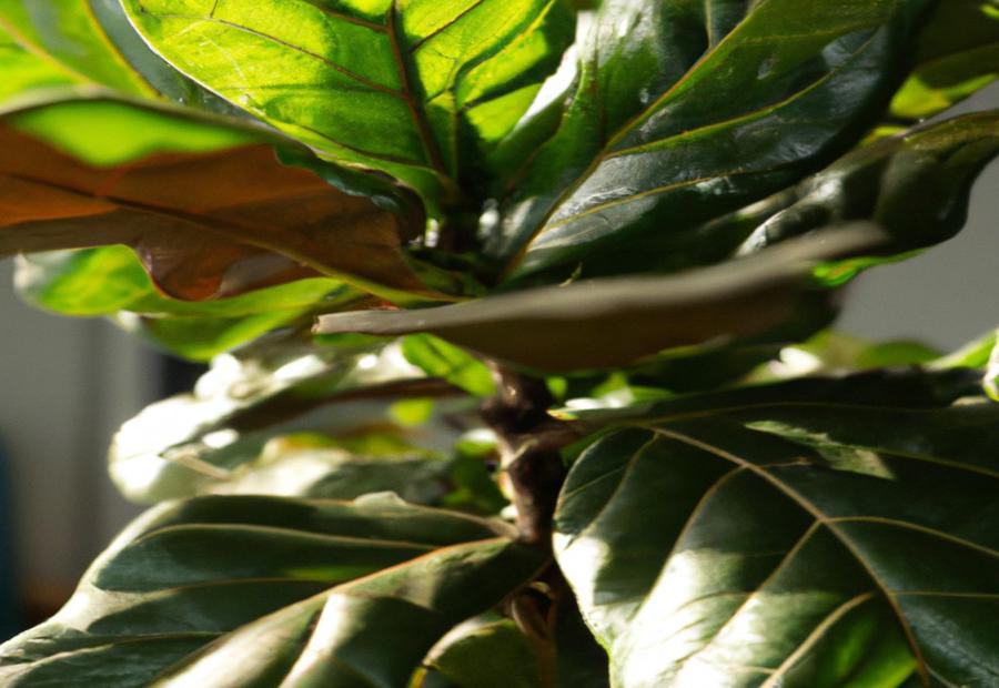 The Importance of Fertilizing - How Often to Fertilize Fiddle Leaf Fig 