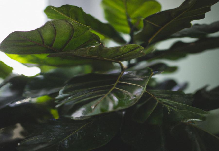 Additional Tips for Properly Misting Fiddle Leaf Figs - How Often to Mist Fiddle Leaf Fig 