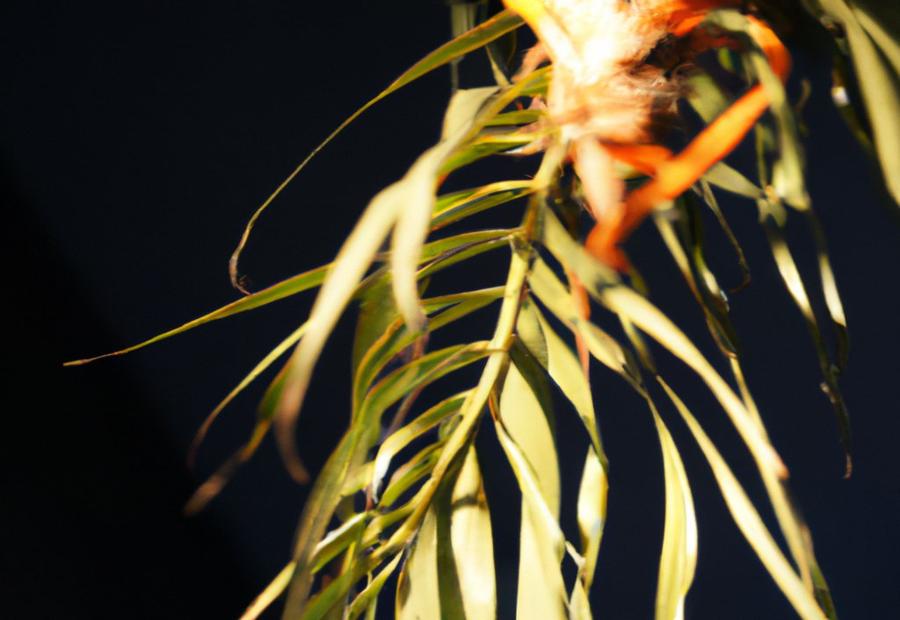 Best Practices for Watering a Ponytail Palm - How Often to Water Ponytail Palm 