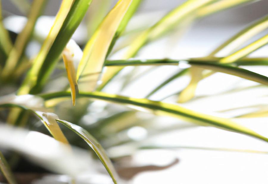 How Does Winter Affect Spider Plants