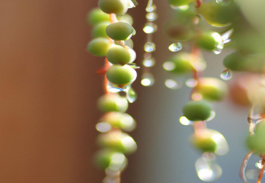 How Often Should You Water a String of Pearls? - How Often to Water String of Pearls 