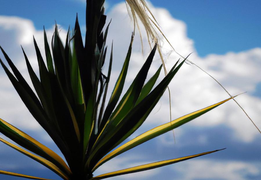 Yucca Cane as an Architectural Accent - How Tall Does Yucca Cane Grow 