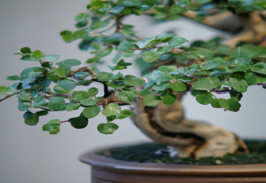 Caring for a Jade Bonsai - How to Bonsai a Jade Plant 