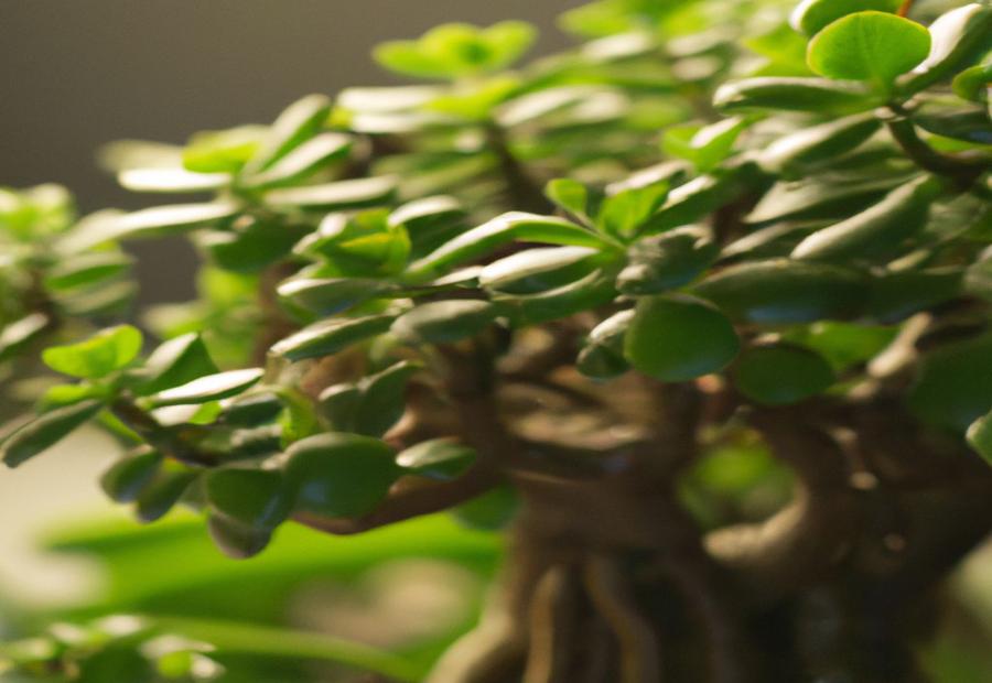 What is a Jade Plant? - How to Bonsai a Jade Plant 