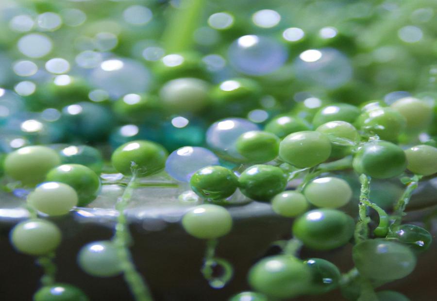 Why Bottom Water String of Pearls? - How to Bottom Water String of Pearls 