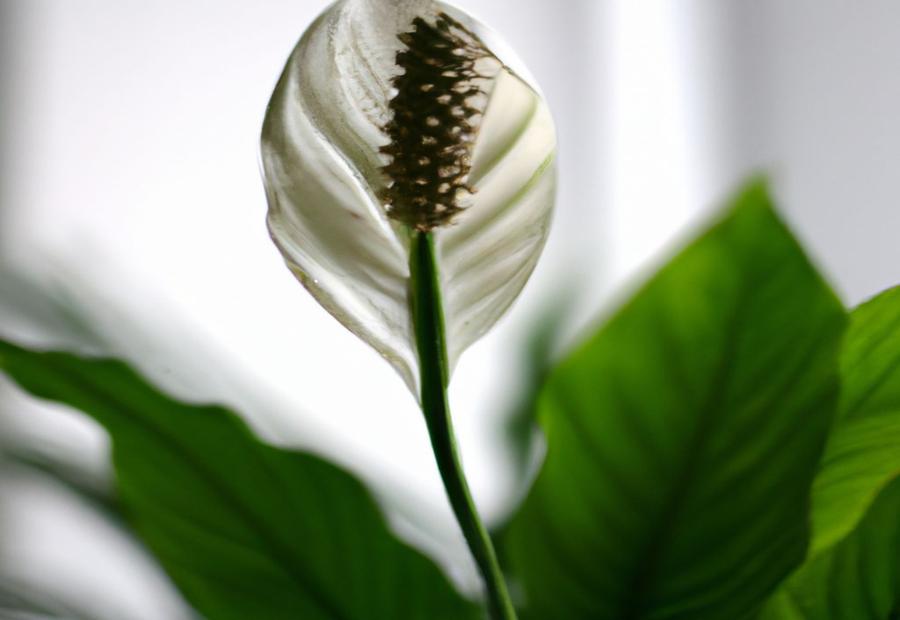 Understanding Peace Lilies - How to Bring Back a Peace Lily 