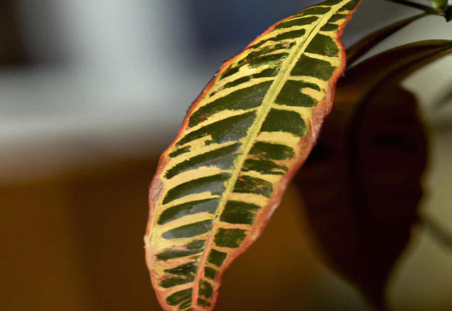 Common Pests and Diseases Affecting Croton Petra - How to Care for Croton Petra 