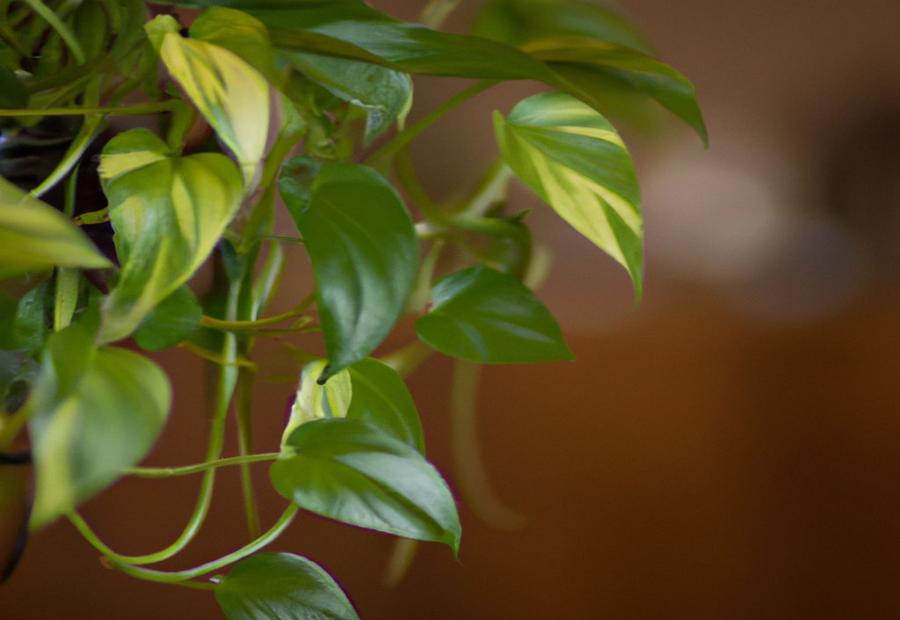 Tips for Enhancing Growth and Appearance of Satin Pothos - How to Care for Satin Pothos 