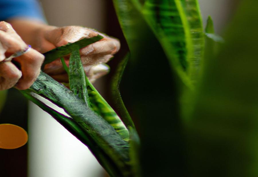 When is the Best Time to Cut Snake Plant? - How to Cut Snake Plant 