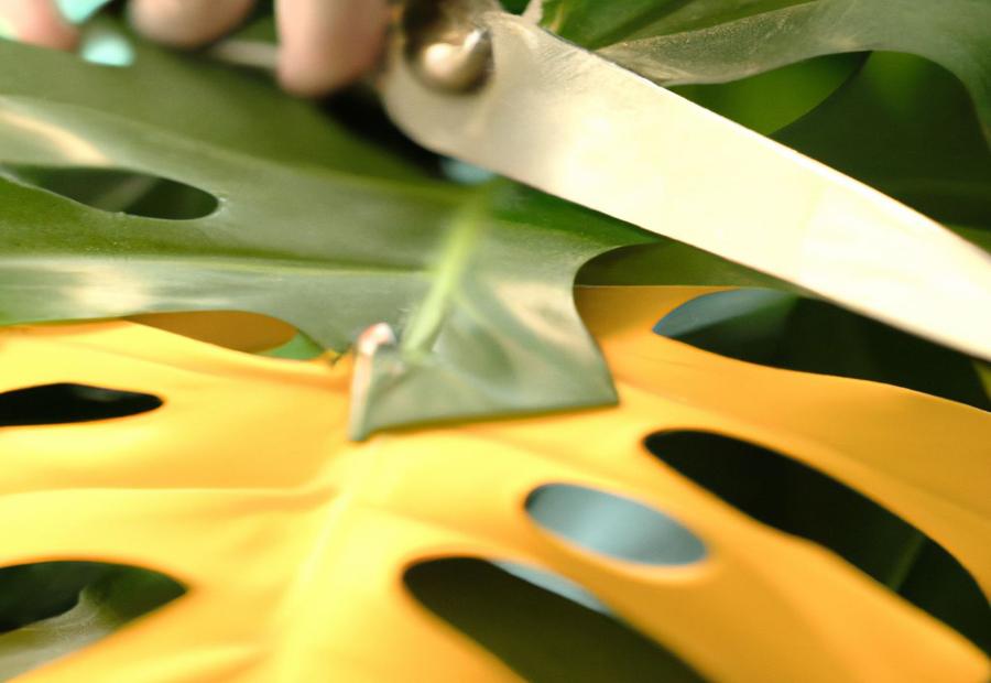 Tips and Precautions for Cutting Yellow Leaves - How to Cut Yellow Leaves off Monstera 