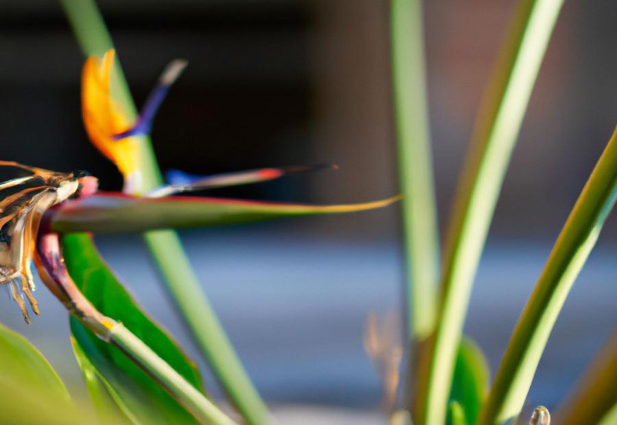 Step-by-Step Guide: How to Deadhead Bird of Paradise Plants - How to Deadhead Bird of Paradise 