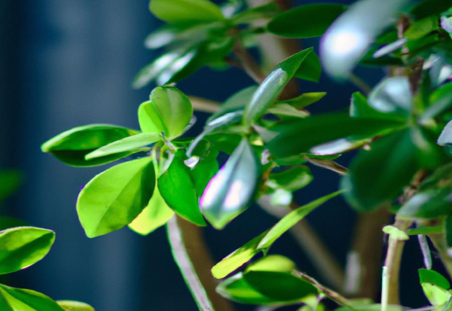 When and How Often to Fertilize Money Tree? - How to Fertilize Money Tree 