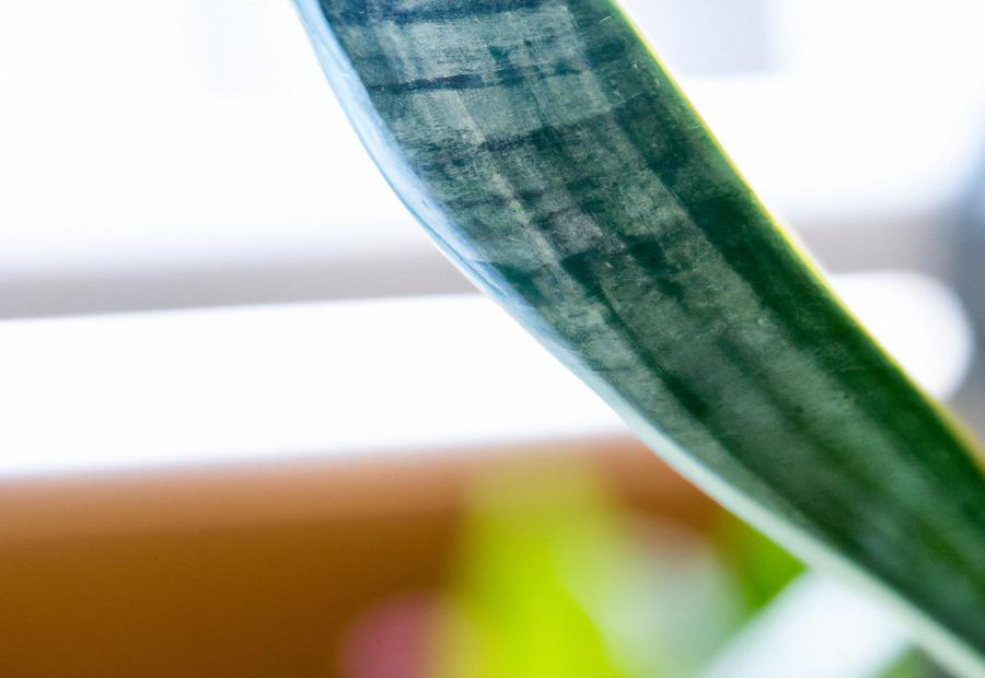 Understanding the Snake Plant - How to Fix a Bent Snake Plant Leaf 
