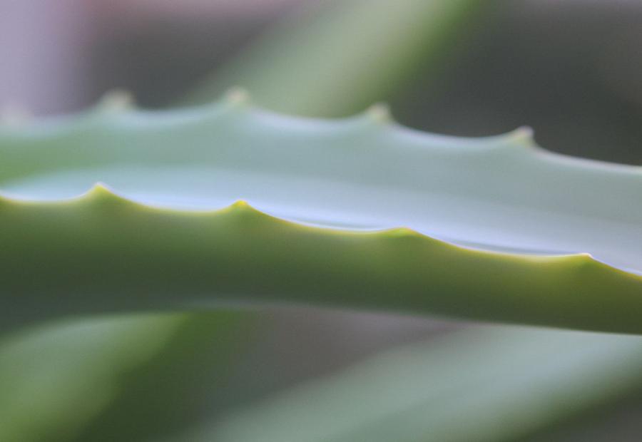 Tips to Prevent Aloe Vera Leaf Breakage - How to Fix a Broken Aloe Vera Leaf 