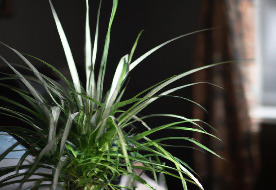 How to Fix Bent Spider Plant Leaves - How to Fix Bent Spider Plant Leaves 