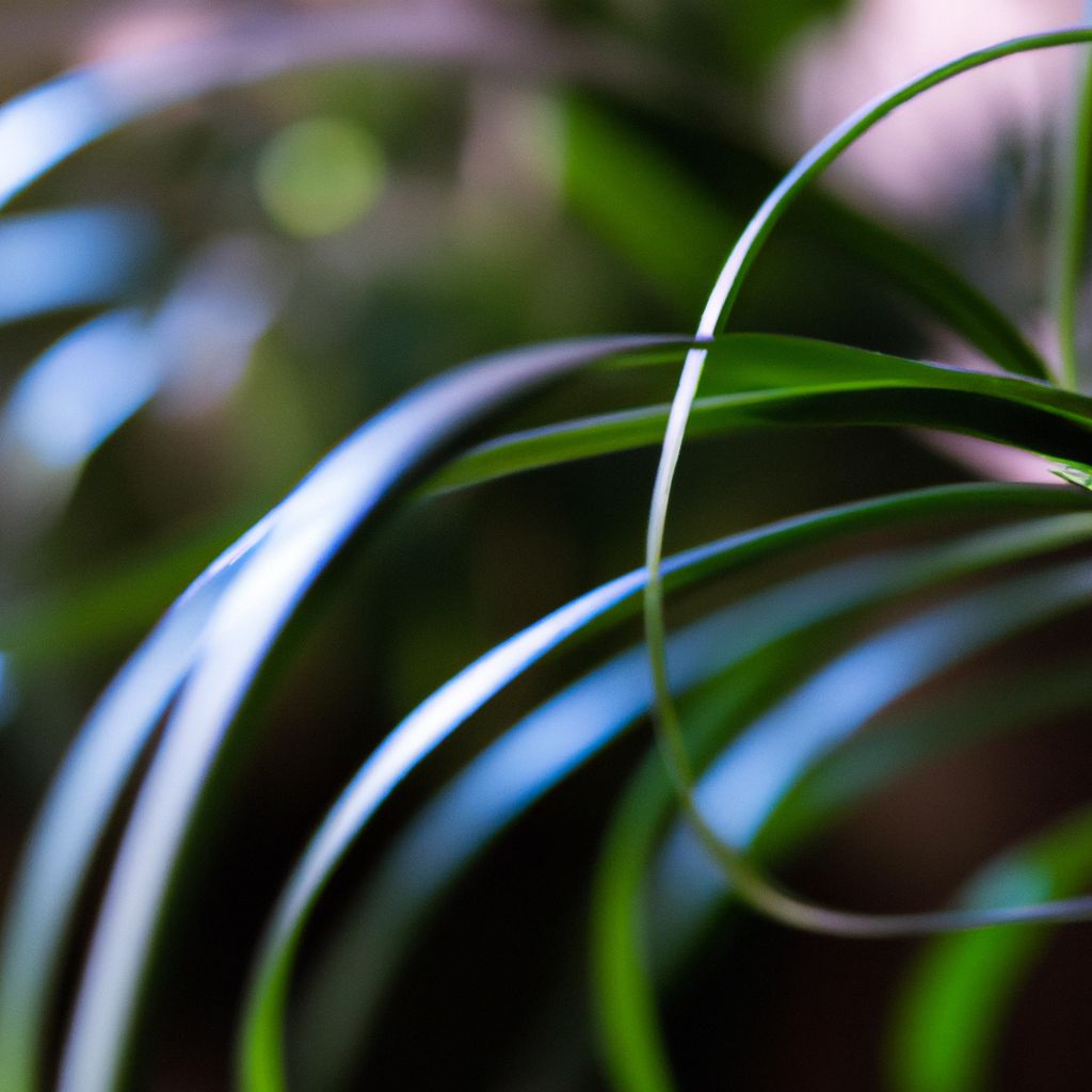 How to Fix Bent Spider Plant Leaves