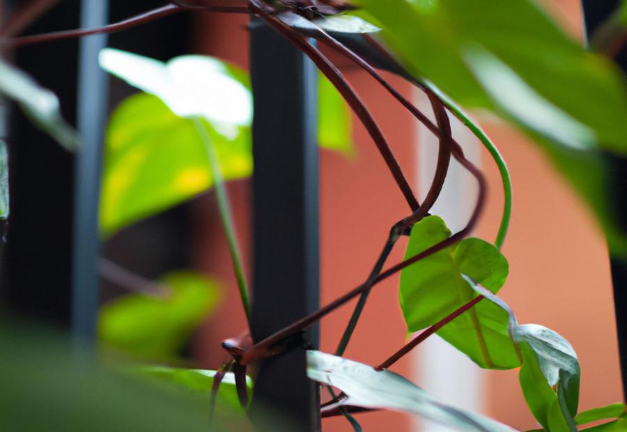 Methods to Get Philodendron to Climb - How to Get Philodendron to Climb 