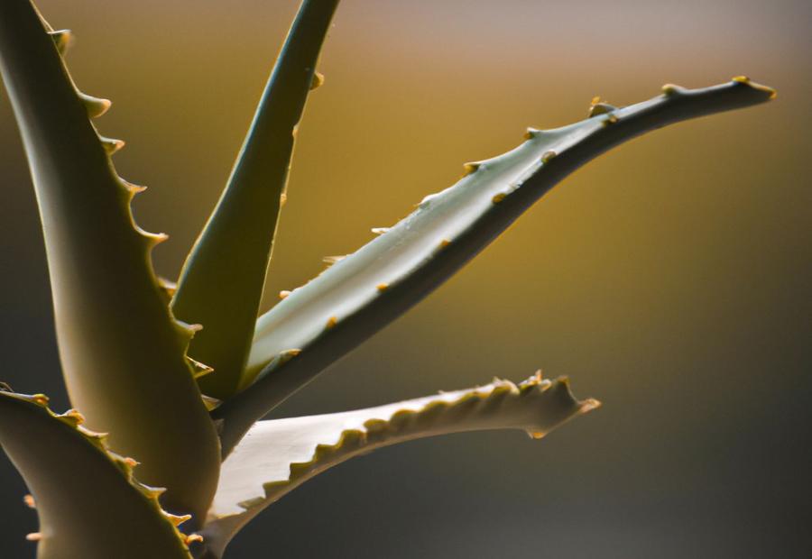 Benefits of Growing Aloe Vera - How to Grow Aloe Vera from Seed 